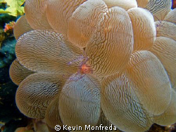Cleaner shrimp in bubble coral.  Taken with Canon Rebel X... by Kevin Monfreda 